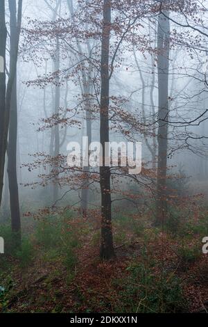 Nebliger Wald mitten im Winter in der Nähe von Helmsley, dem North Yorkshire Moors National Park, England. Stockfoto