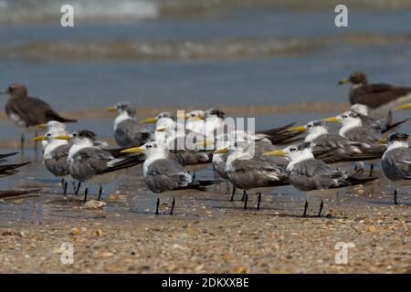 Grote Kuifstern in zit; Swift Tern in Zit Stockfoto