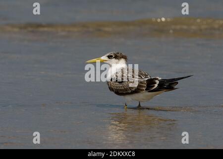 Grote Kuifstern in zit; Swift Tern in Zit Stockfoto