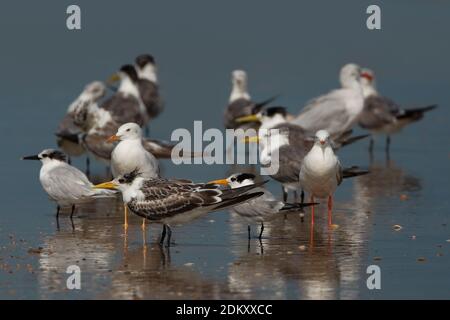 Grote Kuifstern in zit; Swift Tern in Zit Stockfoto