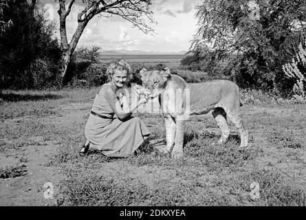 Joy Adamson Autor von Born Free mit Elsa die Löwin auf dem Rasen bei Elsamere, Lake Naivasha, Kenia. Ein Originalbild von Joy Adamson Born Free Photo Collection, die meist 1940 bis Anfang der 1960er Jahre in Kenia aufgenommen wurde. Stockfoto