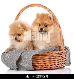 Zwei glückliche pommersche Welpen in einem Weidenkorb auf weißem Hintergrund. Stockfoto