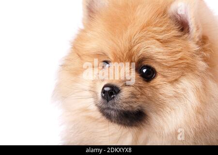 Nahaufnahme eines roten pommerschen Spitzkopfes. Stockfoto