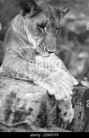 Originalbilder aus der ursprünglichen Joy Adamson Born Free Photo Collection, die meist 1940 bis Anfang der 1960er Jahre in Kenia aufgenommen wurde. Stockfoto