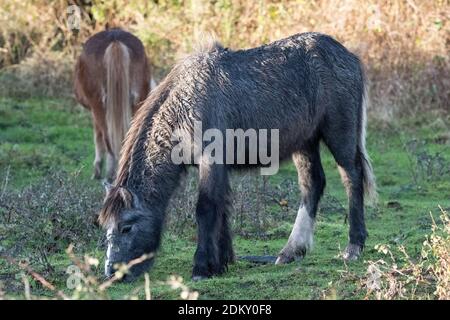 Wildes Carneddau Pony Stockfoto