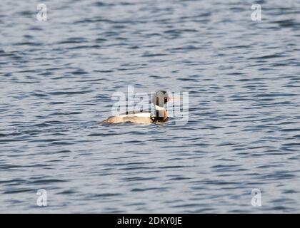 Mergus-Serrator (Mergus-Serrator), männlich, rotreihig Stockfoto