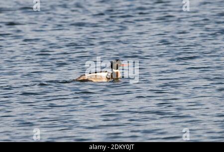Mergus-Serrator (Mergus-Serrator), männlich, rotreihig Stockfoto