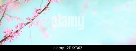 Abstraktes Frühlingsbanner von schönen östlichen Redbud Baum blüht vor weichem friedlichen blauen Himmel. Selektiver Fokus mit extrem unscharfem Hintergrund. Stockfoto