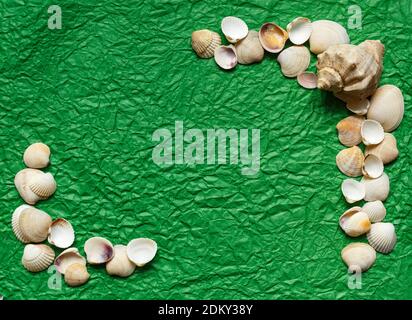 Meeresmuscheln bilden einen Rahmen auf einem grünen zerknittert Hintergrund. Für Text platzieren. Stockfoto