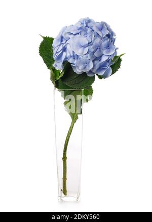Blaue Hortensienblume in einer transparenten Vase auf weißem Hintergrund. Stockfoto