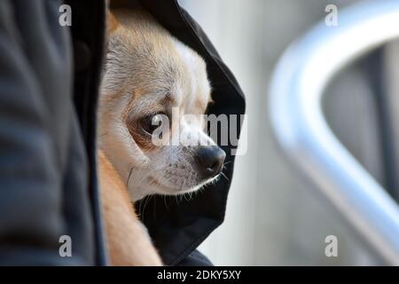 Nahaufnahme eines jungen braunen chihuahua-Hundes in einer gemütlichen Jacke für Wärme in Brighton, Sussex, England, Großbritannien Stockfoto