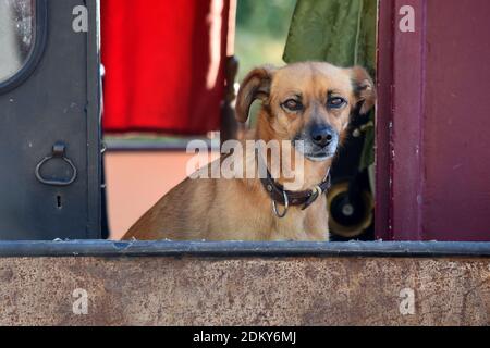 Kleiner Hund sitzt und beobachtet Kamera von einem Kanalboot in Nievre, Burgund, Frankreich Stockfoto