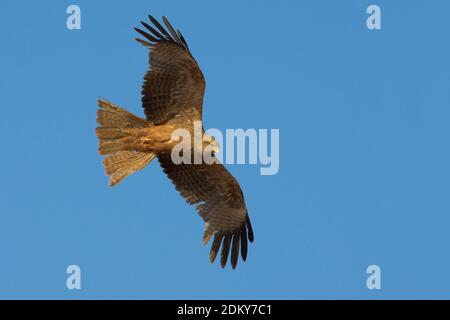 Geelsnavelwouw in de Vlucht; Gelb-billed Kite im Flug Stockfoto