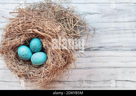 Echtes Nest mit blau gesprenkelten farbigen Vogeleiern auf einem rustikalen weißen Holzhintergrund. Draufsicht, flach liegend. Selektiver Fokus mit unscharfem Hintergrund.