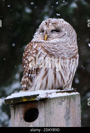 Barred Owl, Strix varia, sitzt auf einem hölzernen Vogelhaus, als eine leichte Schneeflocken auf sie fallen beginnt. Stockfoto