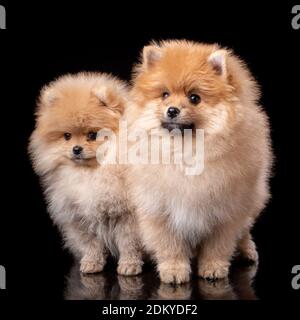 Zwei flauschige pommersche Spitz vor der Kamera auf schwarzem Hintergrund. Stockfoto