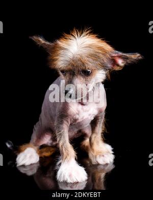 Gepflegter chinesischer ausgeruhter Hund sitzt und schaut hinunter. Stockfoto