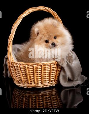 Porträt eines glücklichen pommerschen Spitz-Welpen im Weidenkorb. Stockfoto