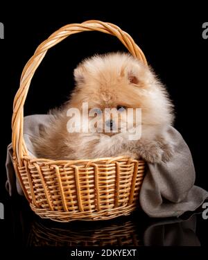 Schöner pommerischer Spitz in einem Korbkorb. Stockfoto