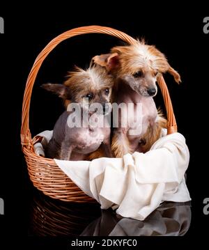 Zwei gepflegte chinesische Crested Hunde sitzen in einem Weidenkorb. Stockfoto