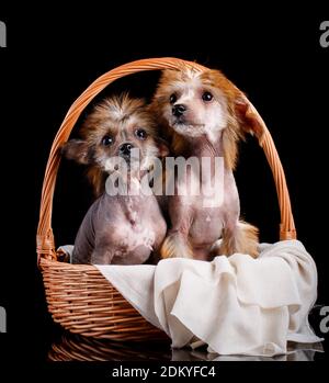 Zwei chinesische Haubenhunde sitzen ruhig in einem Korbkorb auf schwarzem Hintergrund. Stockfoto