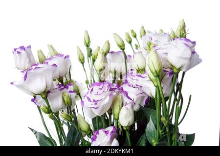 Studio Aufnahme von violett gefärbten eustoma Blumen isoliert auf weißem Hintergrund. Stockfoto