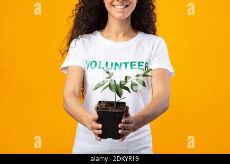 Volunteer Woman Holding Plant in A Pot, Gelber Hintergrund, abgeschnitten Stockfoto