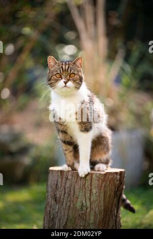 Tabby weiße britische Kurzhaarkatze auf Baumstumpf sitzend und Kamera anblickend Stockfoto