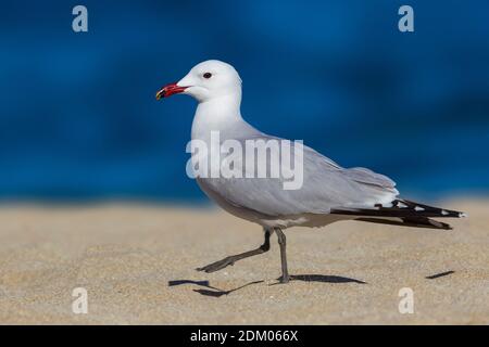 Audouins Meeuw staand op Strang, audouin's Möwe am Strand Stockfoto