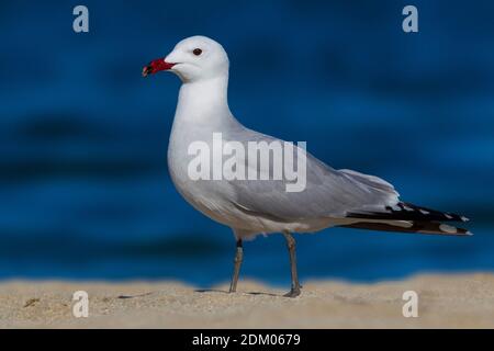 Audouins Meeuw staand op Strang, audouin's Möwe am Strand Stockfoto