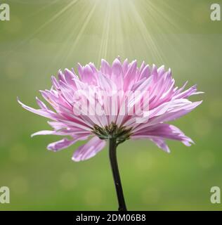 Blühende rosa Chrysanthemum Blume mit einem Sonnenstrahl von oben Stockfoto