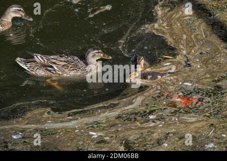 Eine weibliche Mallard Duck und ihre Enten auf dem Trenance Boating See in Trenance Gardens in Newquay in Cornwall Anas platyrhynchos. Stockfoto