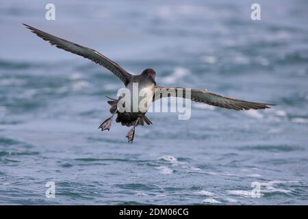 Vale Pijlstormvogel vliegend über de Zee, Balearen Shearwater im Flug über das Meer Stockfoto