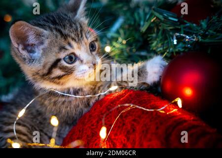Weihnachtskatze. Portrait gestreifte Kätzchen spielen mit Weihnachtsbeleuchtung Girlande auf festlichem Hintergrund. Stockfoto