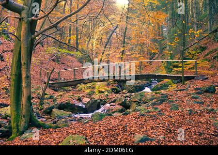 Wald der Ardennen in Belgien, Region High Fenns im Herbst mit Fluss und Holzbrücke beim Wandern. Reisen und Tourismus. Stockfoto