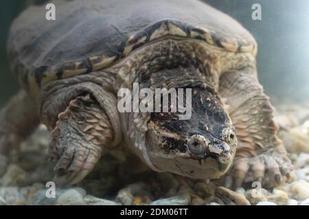 Alligator Schnappschildkröte Exotische Schildkröte Stockfoto