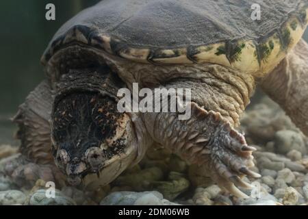 Alligator Schnappschildkröte Exotische Schildkröte Stockfoto