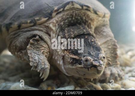 Alligator Schnappschildkröte Exotische Schildkröte Stockfoto