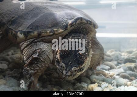 Alligator Schnappschildkröte Exotische Schildkröte Stockfoto