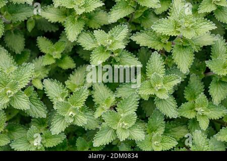 Minze (Nepeta) oder Katzenminze, Nahaufnahme und Vollformat, Grüne frische Blätter, Blick von direkt oben. Stockfoto