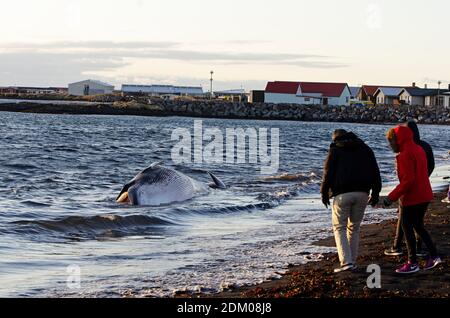 Stranded Northern Minke Whale (Balaenoptera acutorostrata), Vik, Island Stockfoto