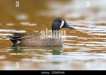 Mannetje Blauwvleugeltaling; Blue-winged Teal Männlich Stockfoto