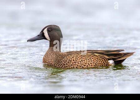 Mannetje Blauwvleugeltaling; Blue-winged Teal Männlich Stockfoto