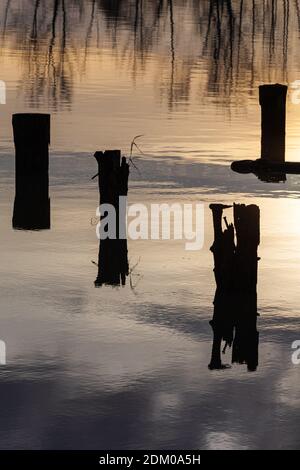 Holzpfeilungen im Wasser mit Sonnenuntergangsreflexen in Steveston British Kolumbien Kanada Stockfoto