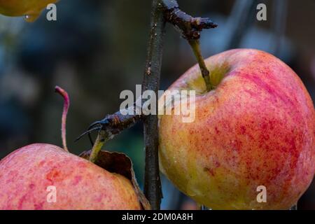 The last ripe red apples are still hanging on the tree in November. It's raining, the fruit is wet and some water droplets have formed. Stockfoto