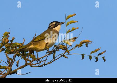 Chinesische Buulbuul; Chinesische Bulbul Stockfoto