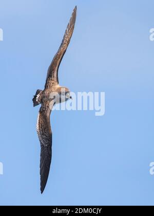 Kaapverdische Pijlstormvogel; Kap Verde Shearwater Stockfoto