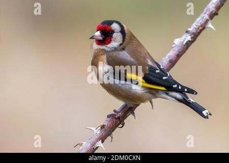 Putter; Eurasian Goldfinch Stockfoto