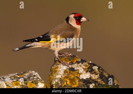 Putter; Eurasian Goldfinch Stockfoto
