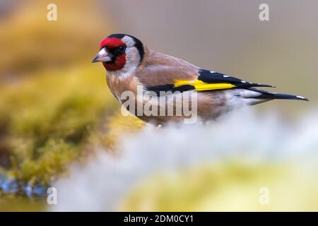 Putter; Eurasian Goldfinch Stockfoto